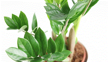 روش نگهداری و تکثیر زاموفیلیا