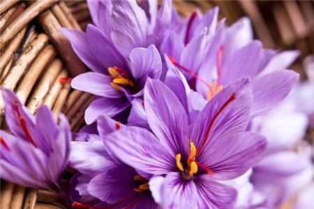 کاشت زعفران گلخانه ای 