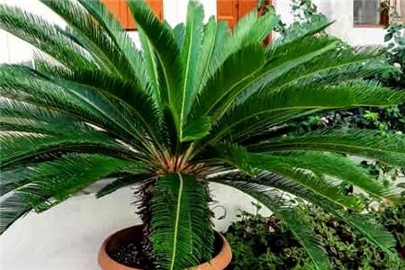 راهنمای جامع نگهداری سیکاس