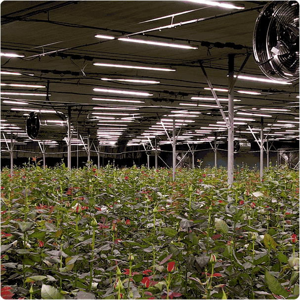 نور مکمل گلخانه