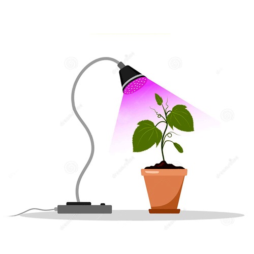 سری لامپ رشد گیاه