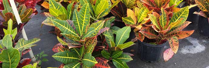 نگهداری از گیاه کروتون