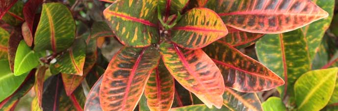 شیوه نگهداری گیاه کروتون