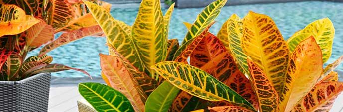 گیاه کروتون