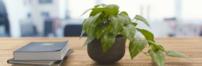 نور مصنوعی برای گیاه آپارتمانی