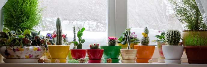 نگهداری گیاهان آپارتمانی با نور مصنوعی