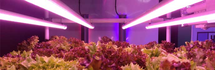 فروش ال ای دی رشد گیاه