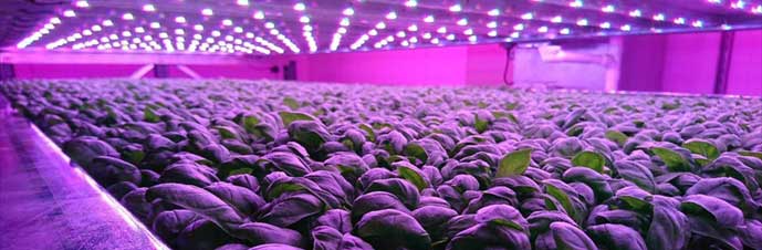 انواع لامپ ال ای دی رشد گیاه