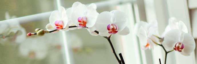 نگهداری و تکثیر گل ارکیده