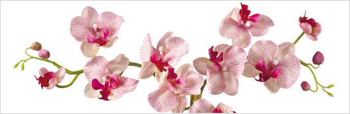 نگهداری و تکثیر گل ارکیده