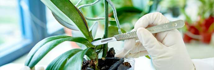 روش نگهداری و تکثیر گل ارکیده