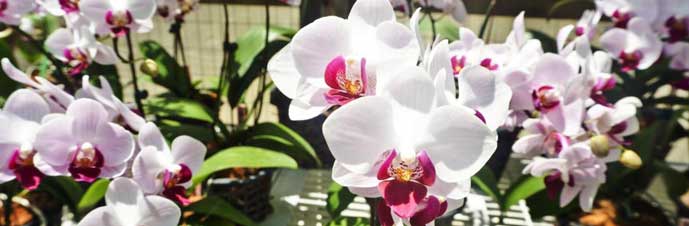 نگهداری و تکثیر گل ارکیده