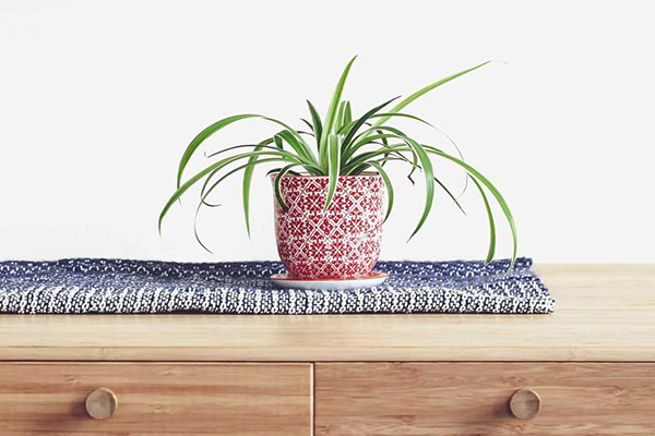 خاک مناسب گیاه گندمی