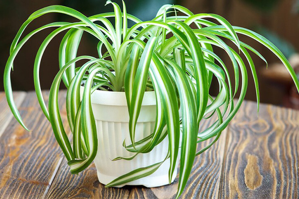 ریشه گیاه گندمی