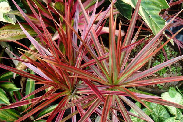 گیاه گندمی صورتی