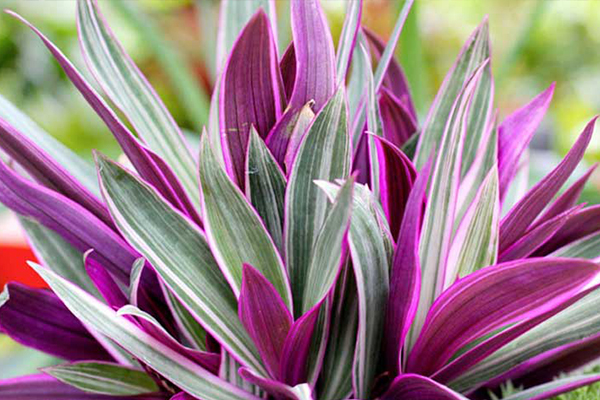 گیاه گندمی بنفش