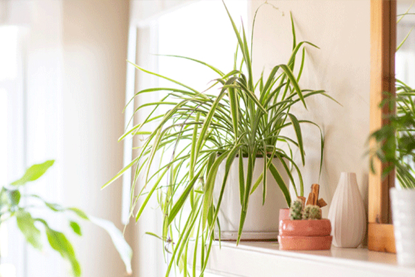 کود مناسب گل گندمی