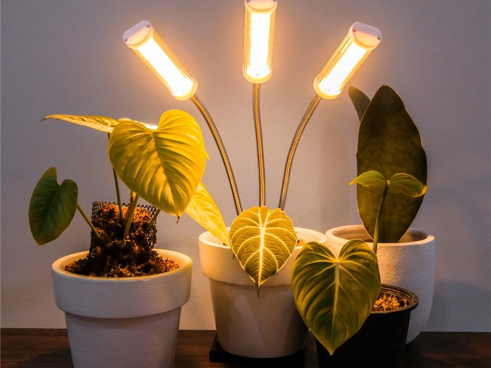 راهنمای جامع نگهداری گل بابا آدم + انواع گل بابا آدم|ایران گرولایت
