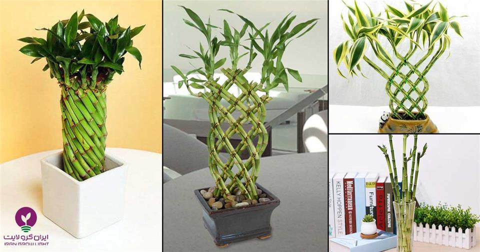 گیاه بامبو 