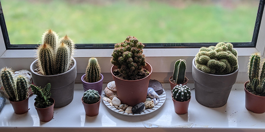 نور مورد نیاز کاتوس در خانه - نور کاکتوس