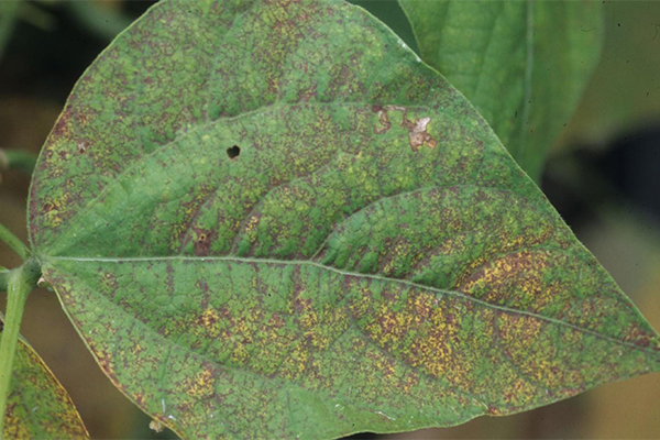 تاثیر آلودگی هوا بر گیاهان - نکروز در گیاهان