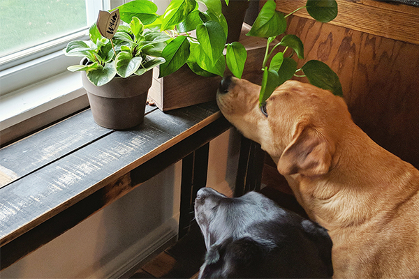 گیاهان سمی برای حیوانات خانگی - گیاهان سمی برای پت