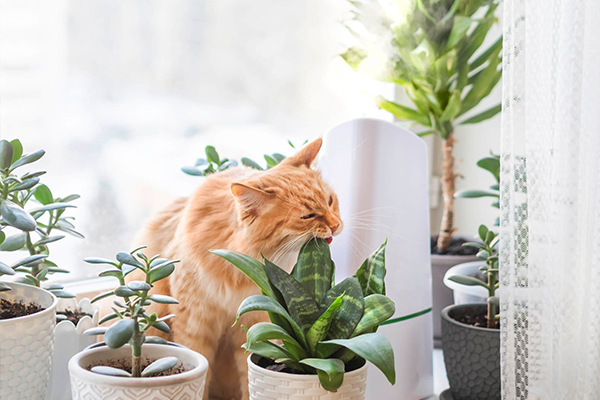 گیاهان سمی برای گربه