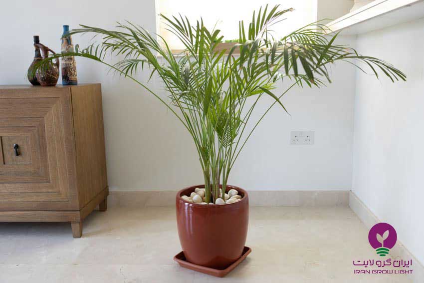 نحوه نگهداری از گیاه بامبو 