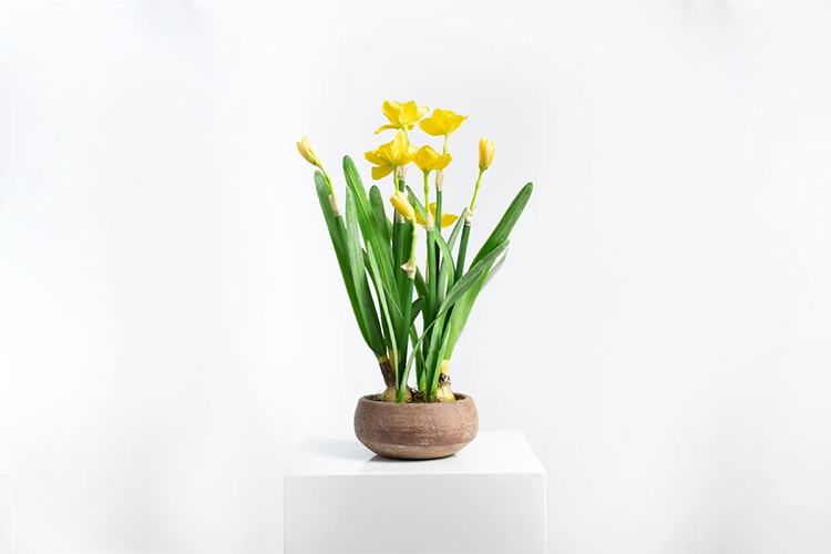 آیا گل نرگس سمی است