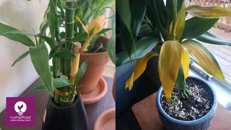 زرد شدن گیاه بامبو