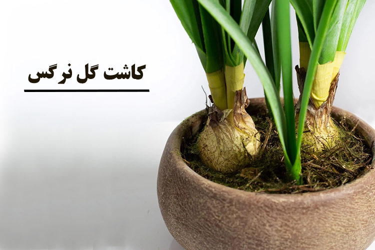 کاشت گل نرگس در گلدان