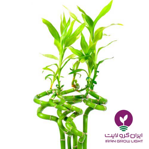 گیاه بامبو پیچ دار