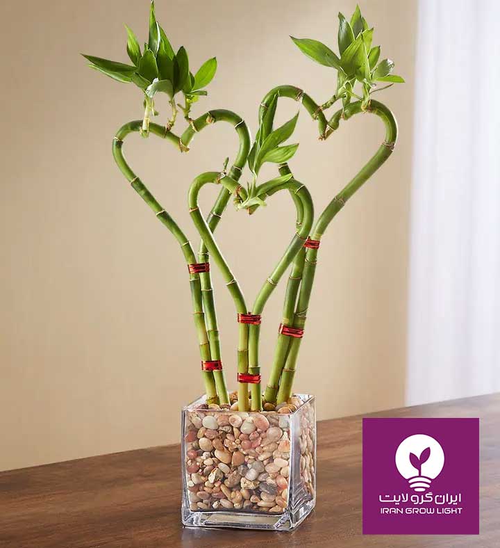 بامبوی فنری قلبی شکل