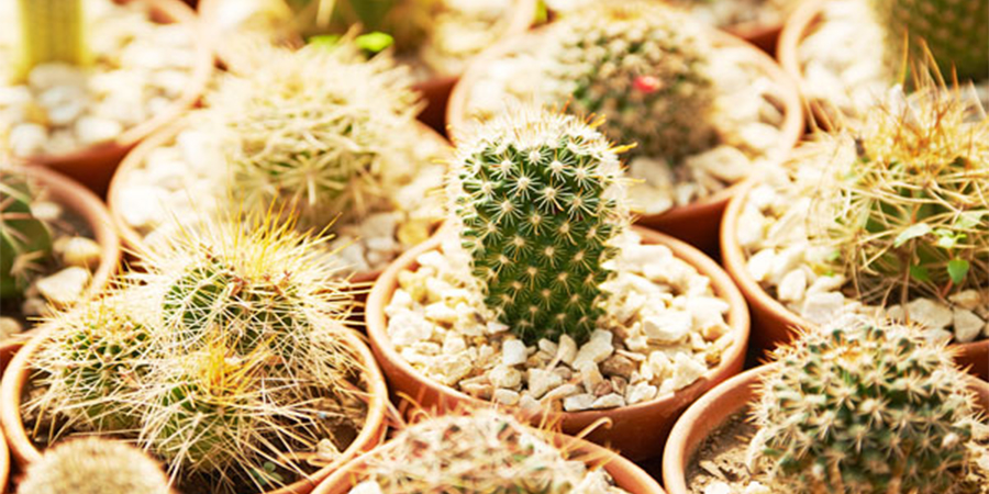 نور مناسب کاکتوس - نیاز نوری کاکتوس