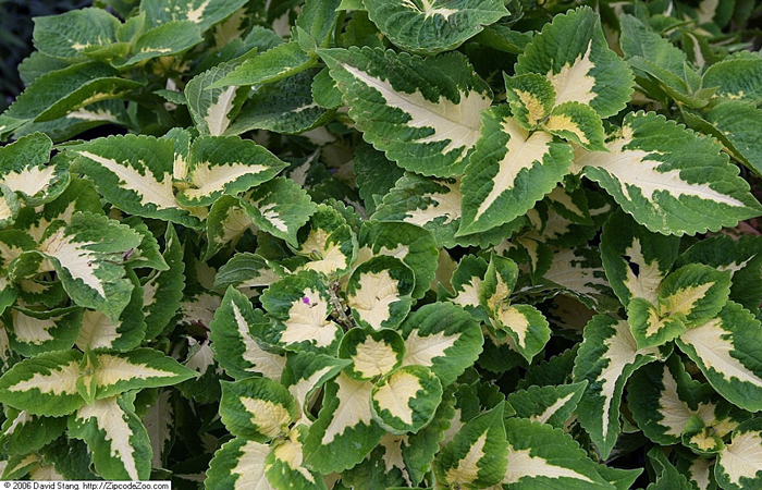 گل نرگس شیرازی