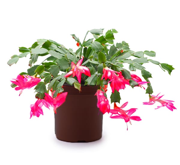 christmas cactus