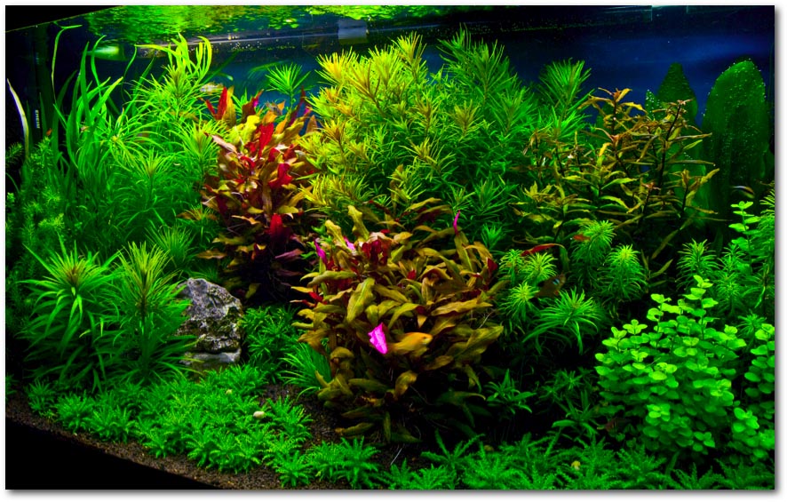 نور آکواریوم پلنت