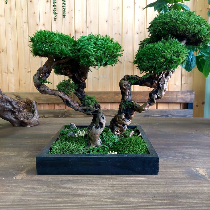 درخت جاویدان