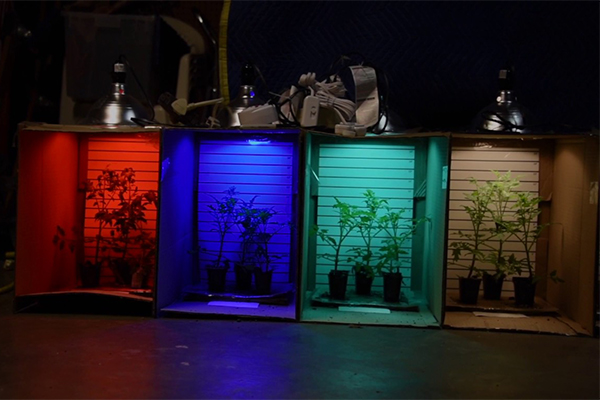 تاثیر انواع نور لامپ رشد گیاه