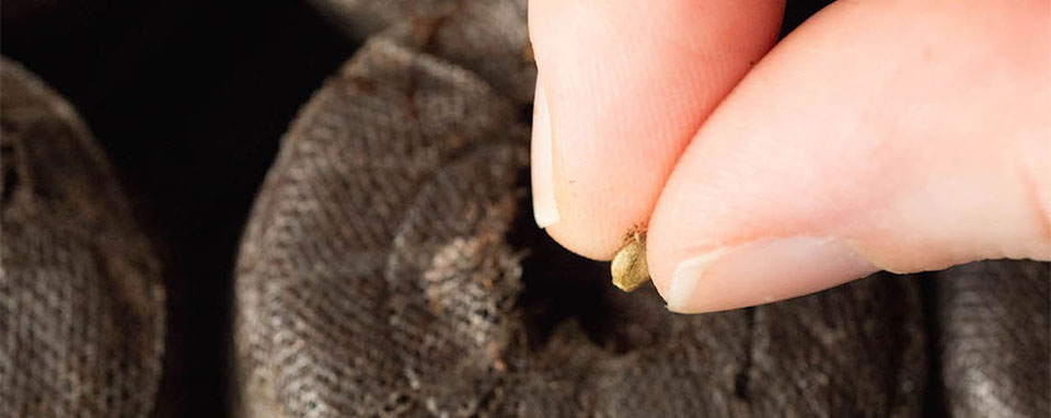 پرورش شاهدانه