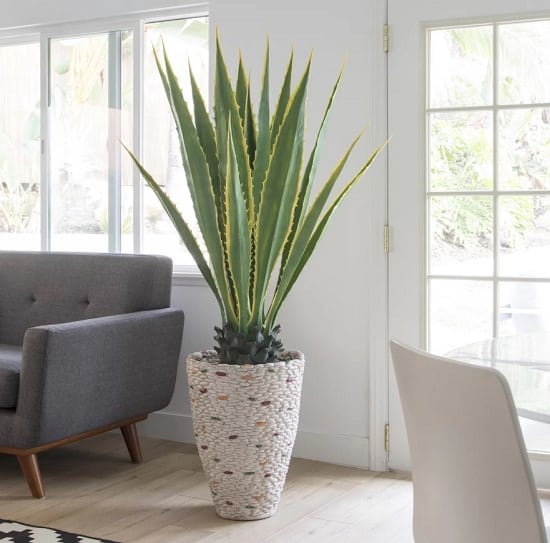  تکثیر گیاه آگاو