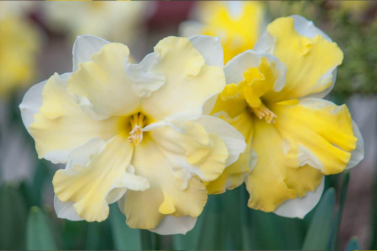 گل نرگس تاج شکافته