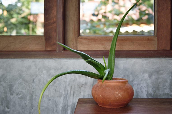 گیاه آلوئه‌ورا - گیاه سمی برای حیوانات خانگی