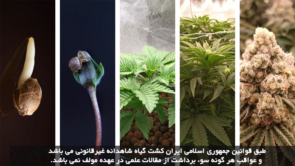 پرورش شاهدانه