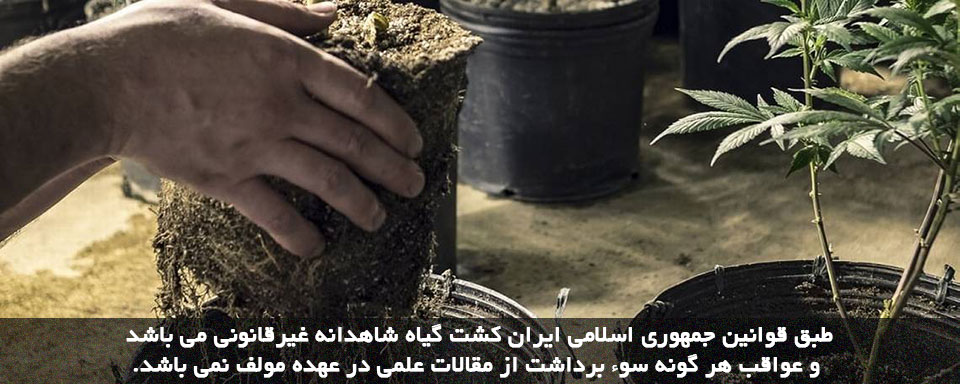 پرورش شاهدانه