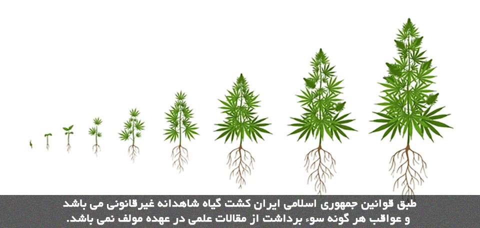 پرورش شاهدانه