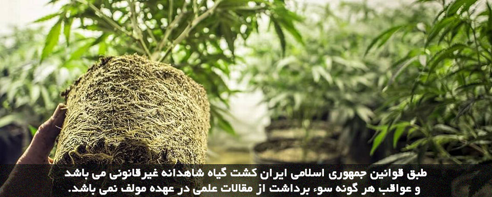 پرورش شاهدانه