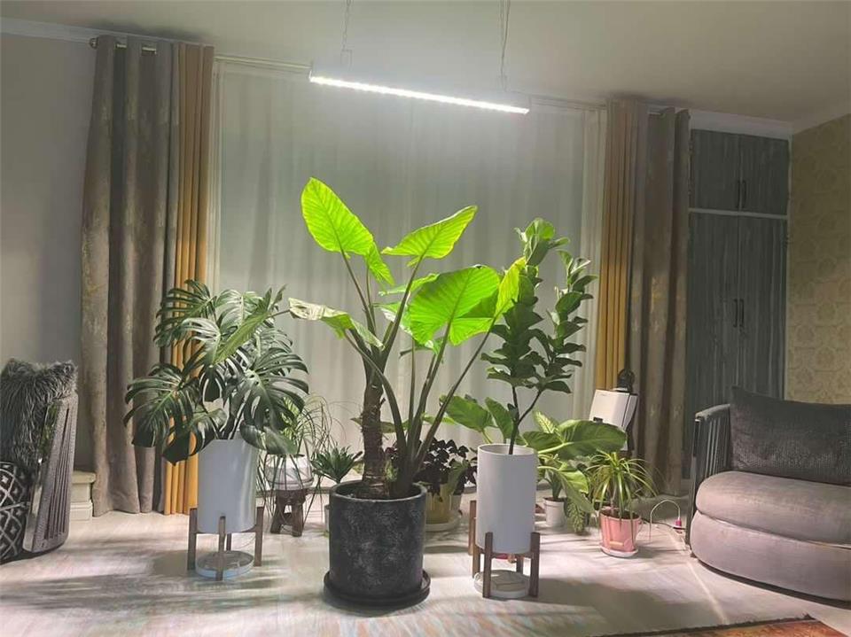 راهنمای خرید لامپ رشد گیاه