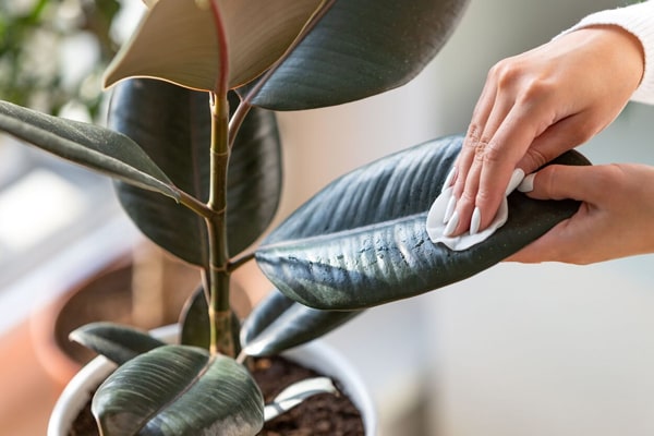 نگهداری فیکوس