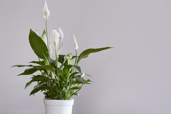 گیاهان اکسیژن ساز فنگشویی